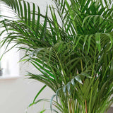Palmier Areca Dypsis Lutescens - 150-170 cm