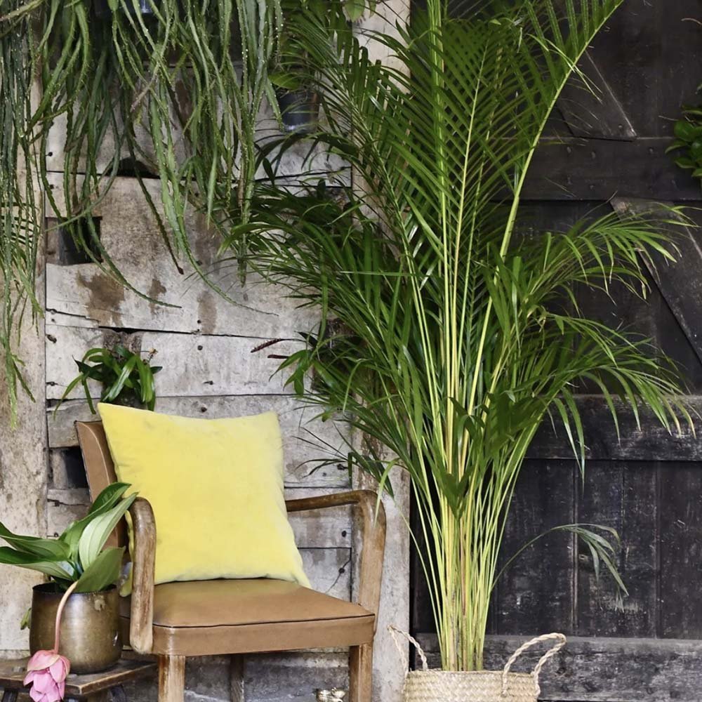 Palmier Areca Dypsis Lutescens - 50 cm