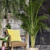 Palmier Areca Dypsis Lutescens - 50 cm
