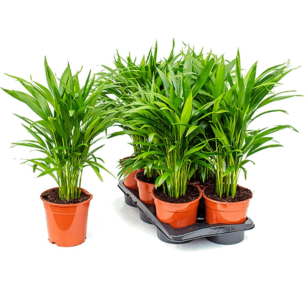 Palmier Areca Dypsis Lutescens - 50 cm