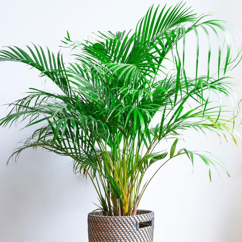 Palmier Areca Dypsis Lutescens - 50 cm