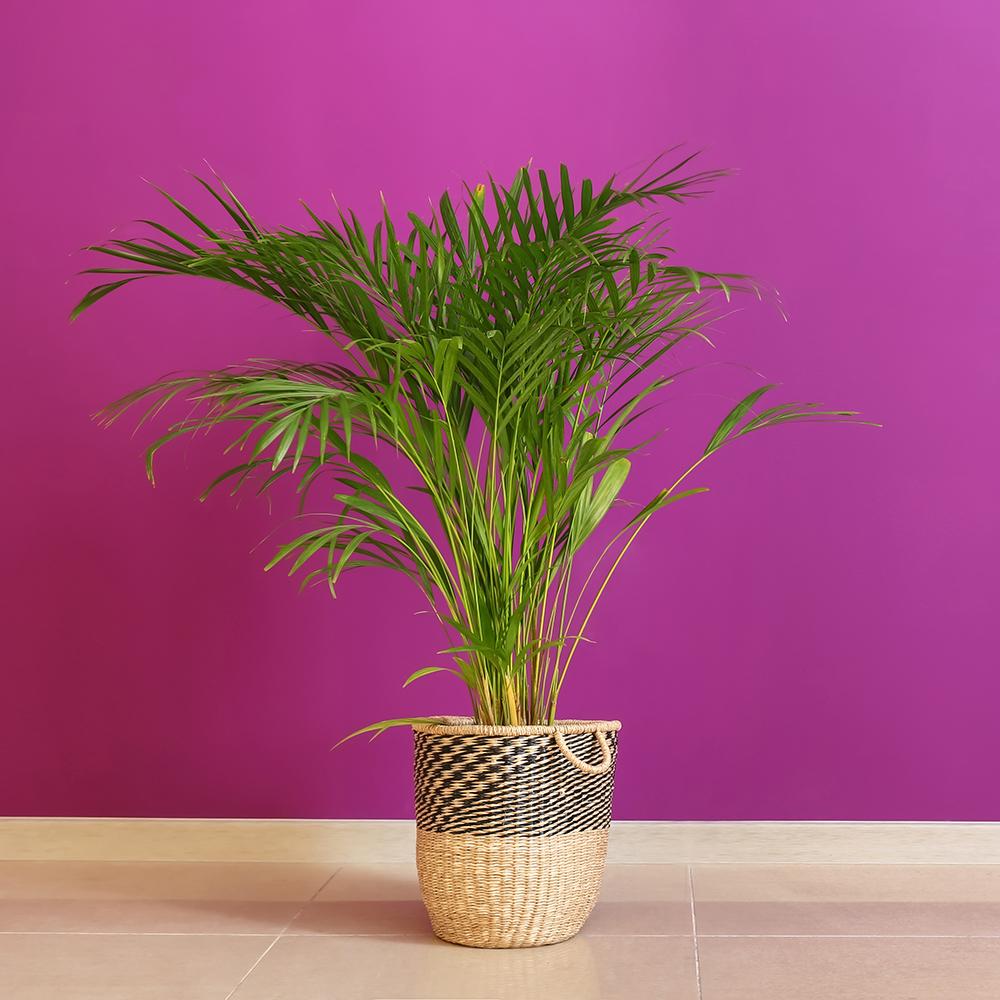 Palmier Areca Dypsis Lutescens - 50 cm