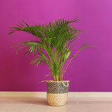 Palmier Areca Dypsis Lutescens - 50 cm