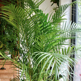 Palmier Areca Dypsis Lutescens - 50 cm