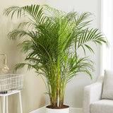 Palmier Areca Dypsis Lutescens - 50 cm