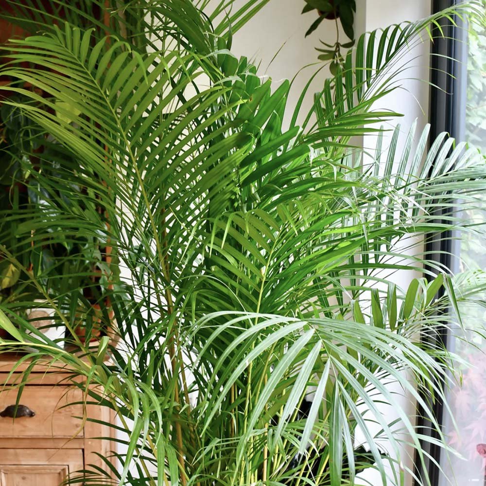 Palmier Areca Dypsis Lutescens - 55 cm