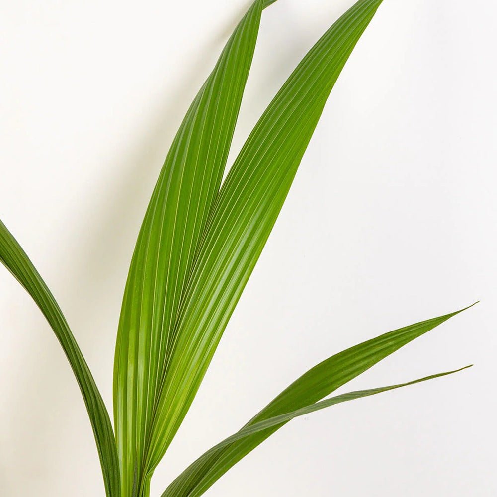 Palmier Cocotier (Cocos Nucifera) - 120 cm
