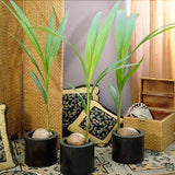 Palmier Cocotier (Cocos Nucifera) Dwarf Golden Malay - 120 cm