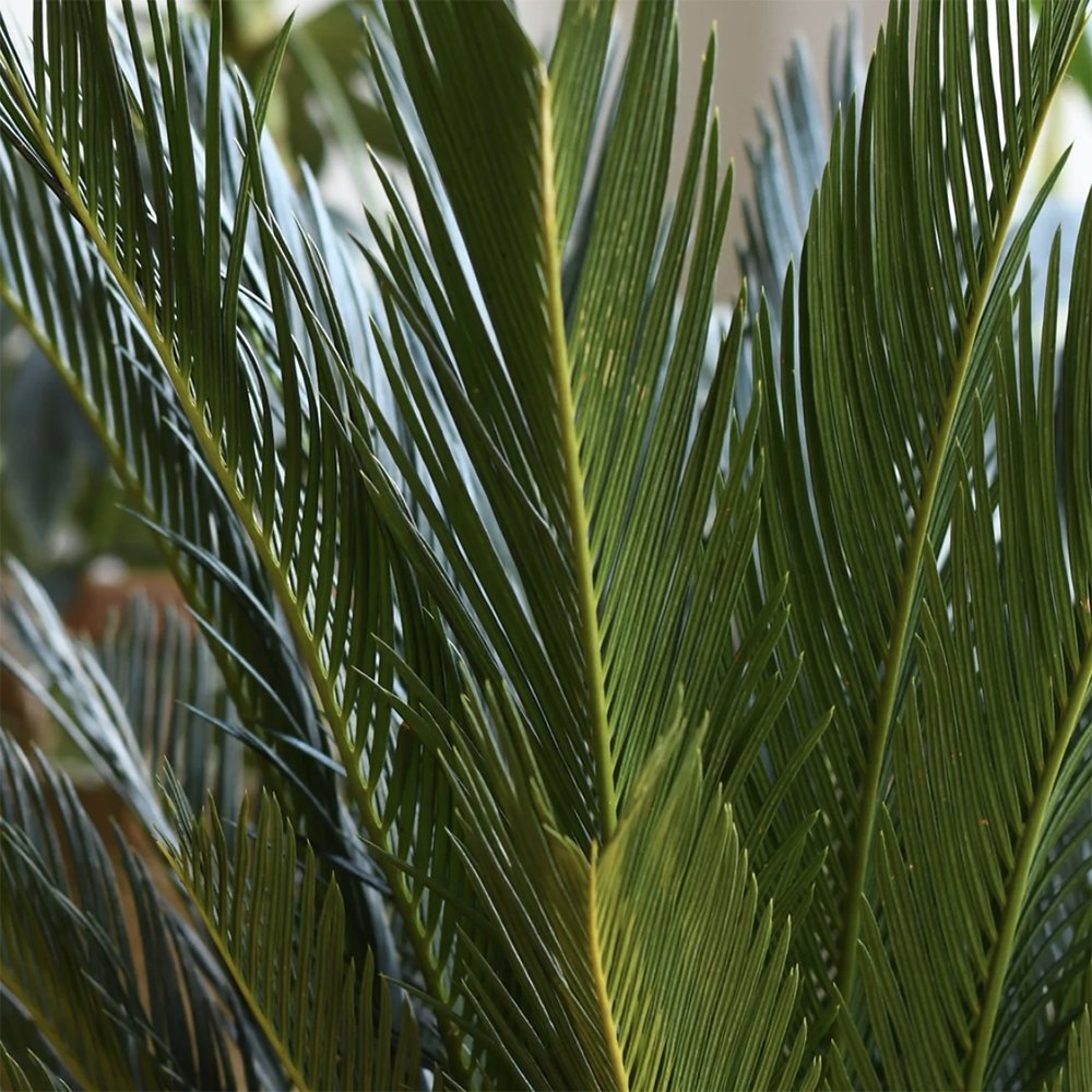 Palmier Sagotier Japonez Cycas Revoluta - 90 cm