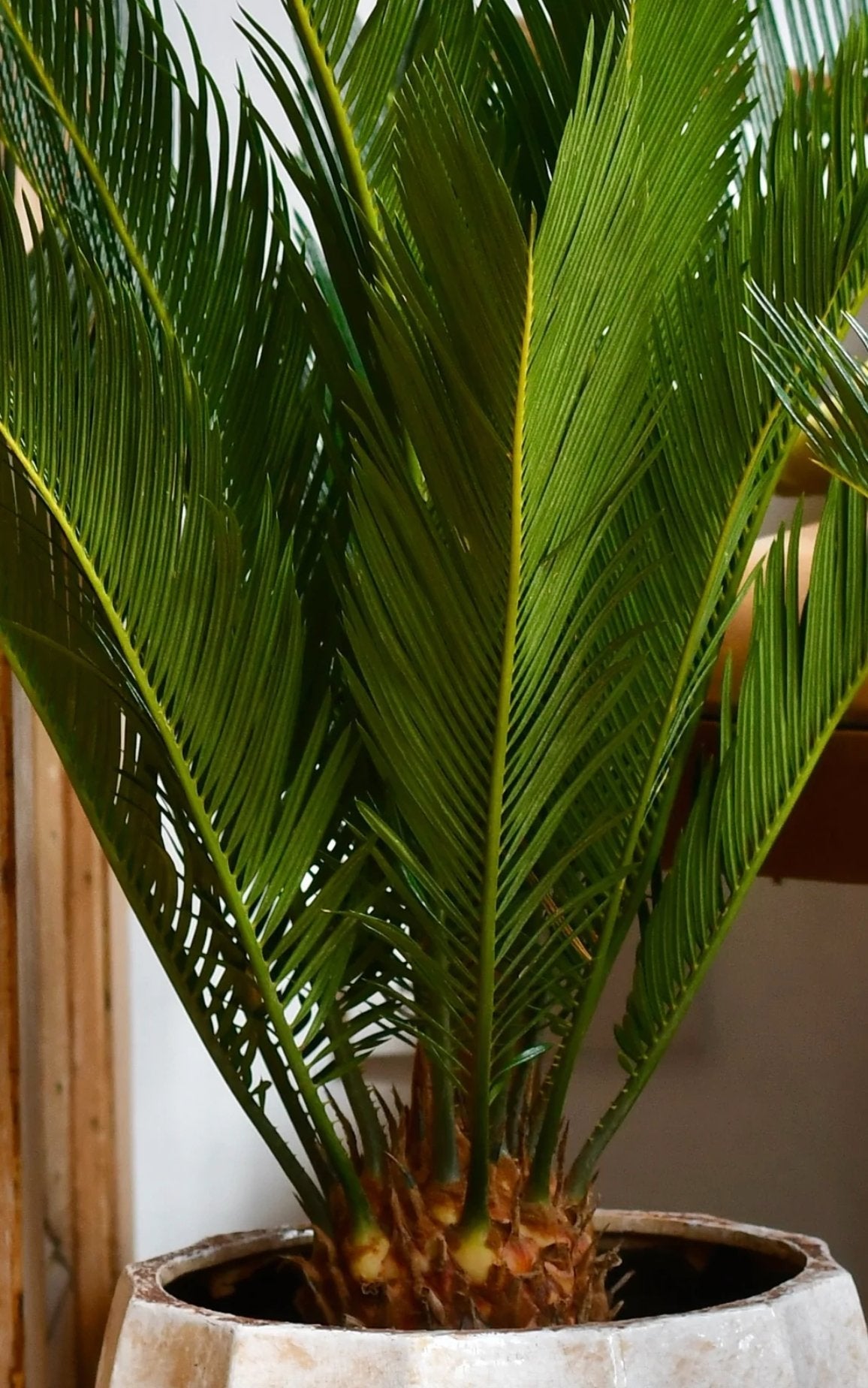 Palmier Sagotier Japonez Cycas Revoluta - 90 cm
