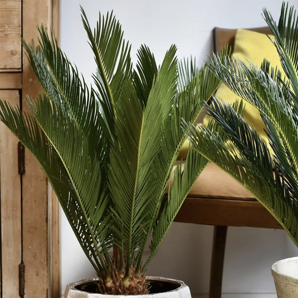 Palmier Sagotier Japonez Cycas Revoluta - 70 cm