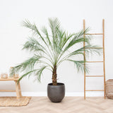 Palmier Curmal Pitic de apartament (Phoenix Roebelenii)