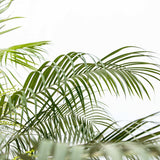 Palmier Curmal Pitic de apartament (Phoenix Roebelenii)