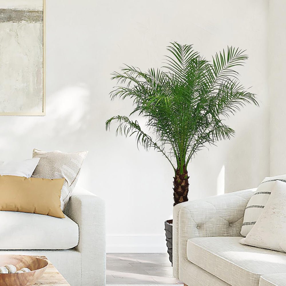 Palmier Curmal Pitic de apartament (Phoenix Roebelenii)
