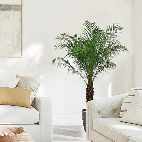 Palmier Curmal Pitic de apartament (Phoenix Roebelenii)