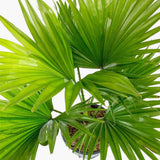 Palmier Fantana (Livistona Rotundifolia) - 35 cm