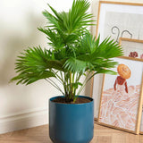 Palmier Fantana (Livistona Rotundifolia) - 35 cm
