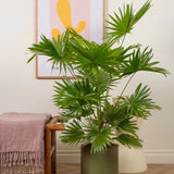 Palmier Fantana (Livistona Rotundifolia) - 70 cm
