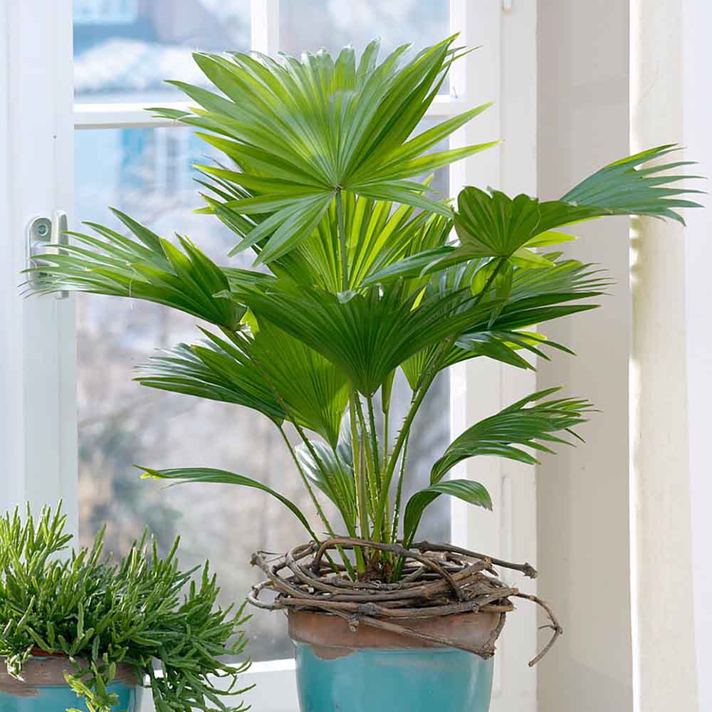 Palmier Fantana (Livistona Rotundifolia) - 70 cm