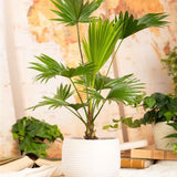 Palmier Fantana (Livistona Rotundifolia) - 70-75 cm
