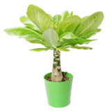 Palmier Hawaiian Brighamia Insignis- 20-30 cm
