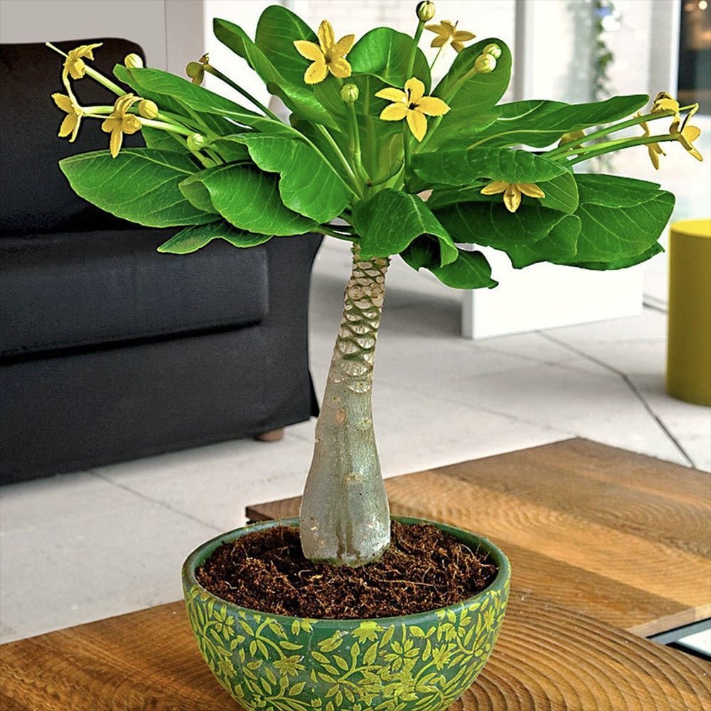 Palmier Hawaiian Brighamia Insignis- 20-30 cm