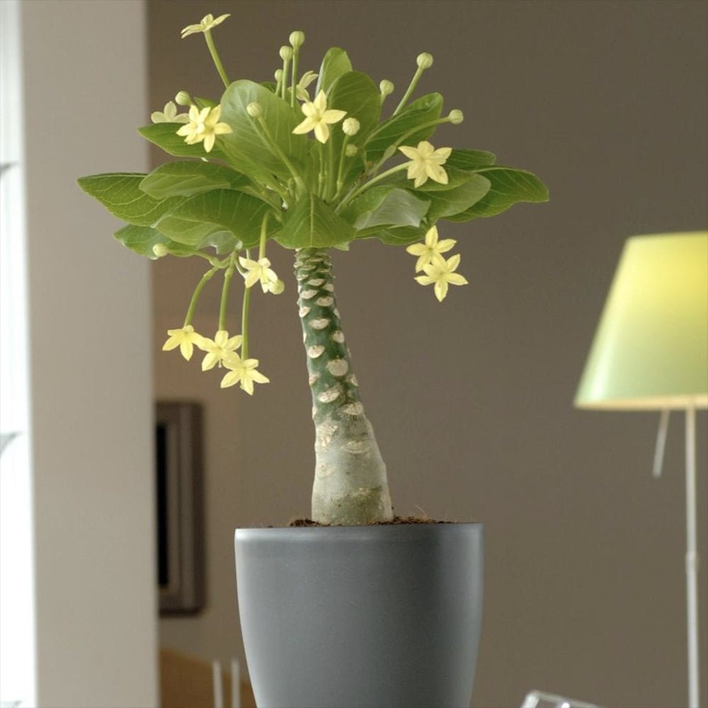 Palmier Hawaiian Brighamia Insignis- 45 cm