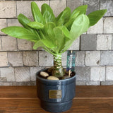 Palmier Hawaiian Brighamia Insignis- 45 cm