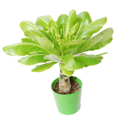 Palmier Hawaiian Brighamia Insignis- 45 cm