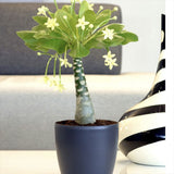 Palmier Hawaiian Brighamia Insignis - 40 cm
