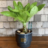 Palmier Hawaiian Brighamia Insignis - 40 cm