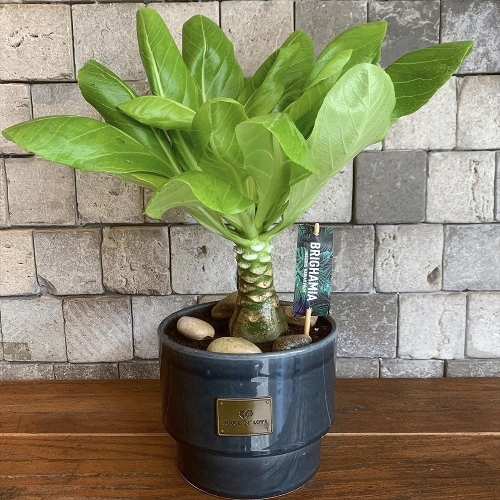 Palmier Hawaiian Brighamia Insignis - cu 2 Tulpini