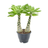 Palmier Hawaiian Brighamia Insignis, planta de interior exotica cu tulpina groasa si frunze verzi lucioase, decor tropical cu flori galbene, planta rara de colectie - 40/45 cm