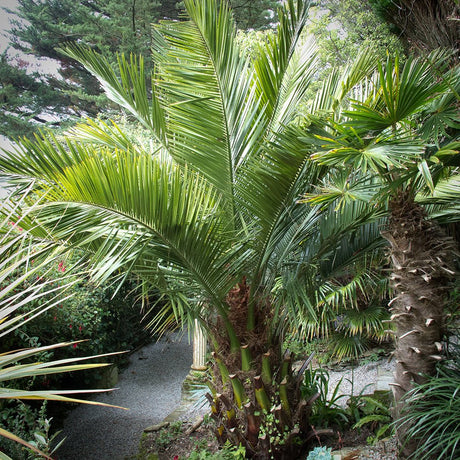 Palmier de Vin (Jubaea Chilensis)
