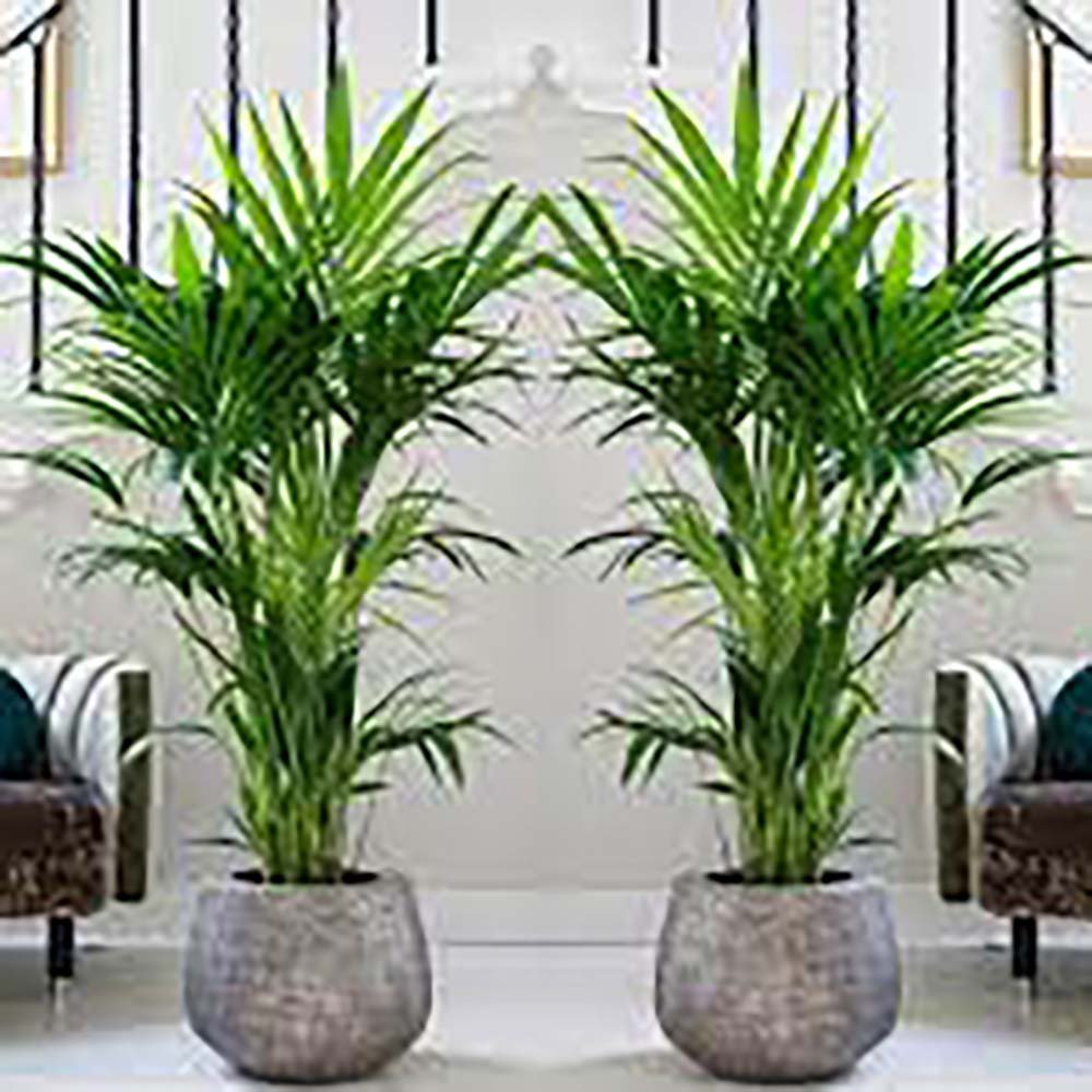 Palmier Kentia (Howea Forsteriana) - 120 cm