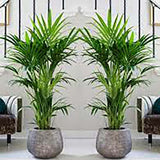 Palmier Kentia (Howea Forsteriana) - 120 cm