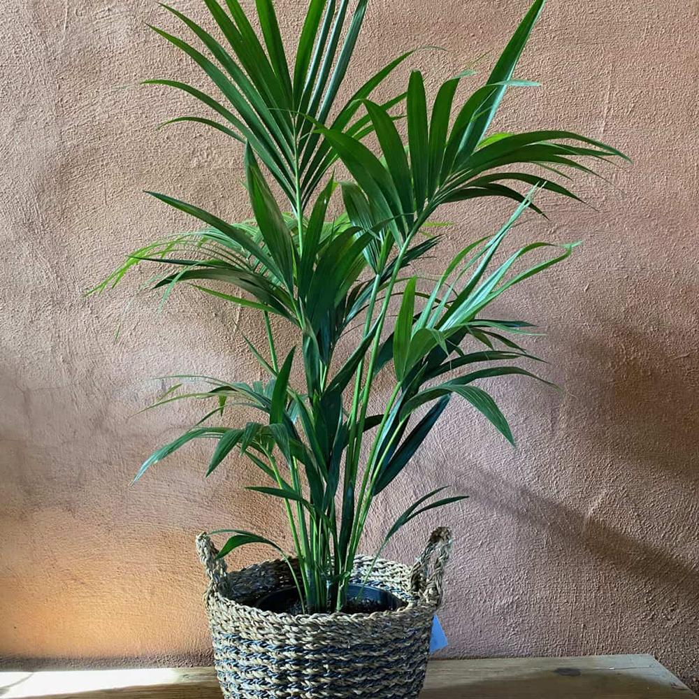 Palmier Kentia (Howea Forsteriana) - 120 cm