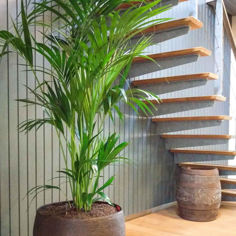 Palmier Kentia (Howea Forsteriana) - 160 cm