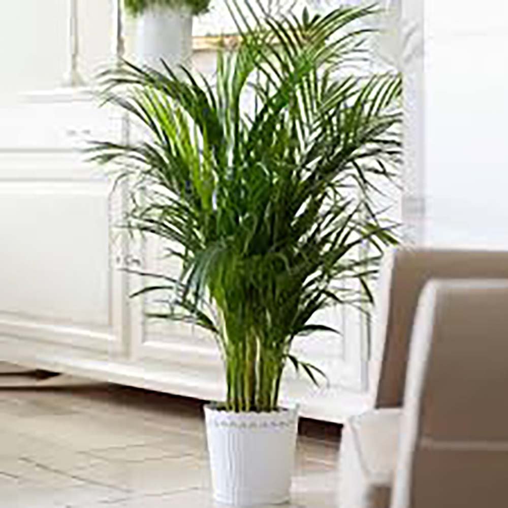 Palmier Kentia (Howea Forsteriana) - 160 cm