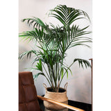 Palmier Kentia (Howea Forsteriana) - 190 cm