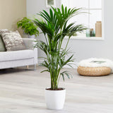 Palmier Kentia (Howea Forsteriana), 200 cm, planta de interior eleganta, purificatoare de aer, usor de intretinut