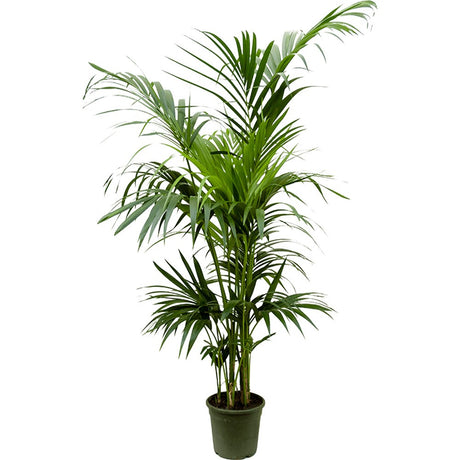 Palmier Kentia (Howea Forsteriana), 200 cm, planta de interior eleganta, purificatoare de aer, usor de intretinut