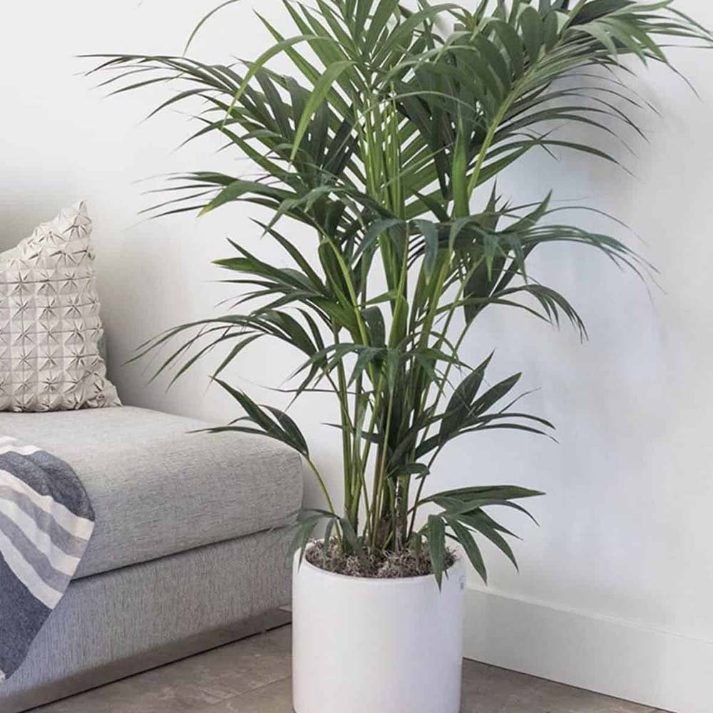 Palmier Kentia (Howea Forsteriana) - 140 cm