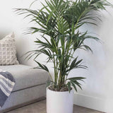 Palmier Kentia (Howea Forsteriana) - 140 cm