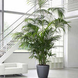 Palmier Kentia (Howea Forsteriana) - 140 cm