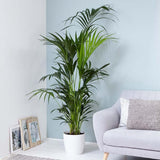Palmier Kentia (Howea Forsteriana) - 140 cm