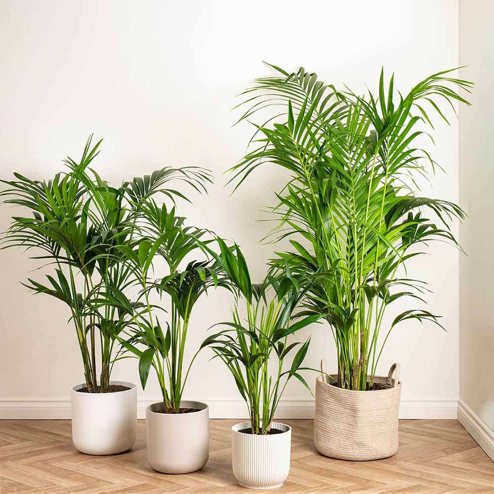 Palmier Kentia (Howea Forsteriana) - 140 cm