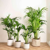Palmier Kentia (Howea Forsteriana) - 140 cm