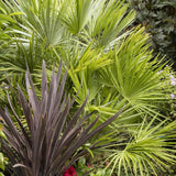 Palmier Mediteraneean Pitic - 180 cm