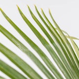 Palmier Morisca Trachycarpus Fortunei (Tulpina 50 cm) - 140-160 cm